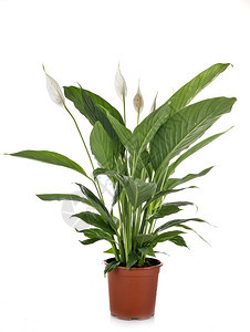 白色背景前的Spathphyllum植物图片