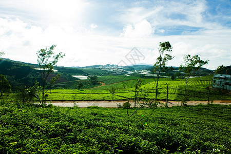 早上在越南大拉特的CauDat茶园图片