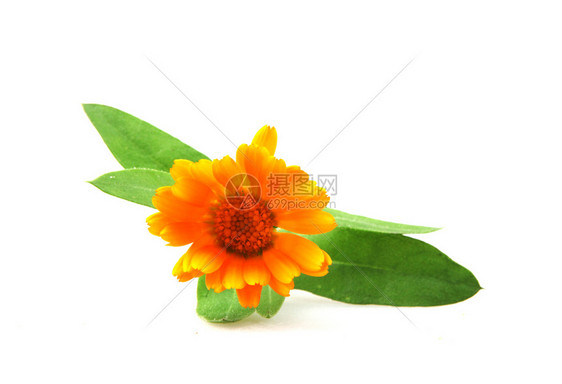 Marigold白纸孤立的卡伦杜拉Officinalis图片