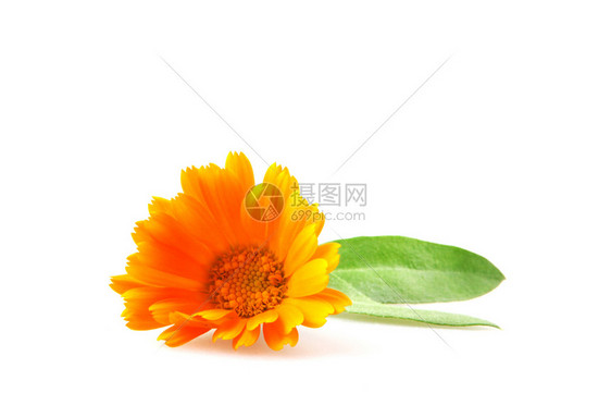 Marigold白纸孤立的卡伦杜拉Officinalis图片