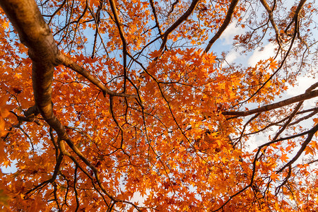 秋天在Yamaashi藤川口子附近的秋天落叶日本有棵蓝天底的树图片