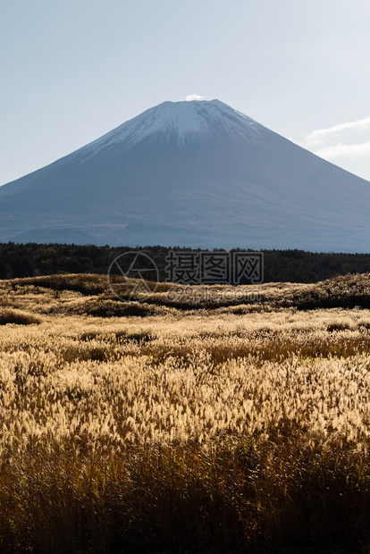 中午12点在日本山桥藤川口有干植物的藤田山自然景观图片