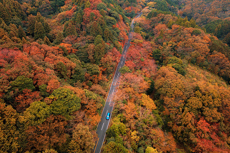 秋天在Yamaashi的藤川口附近一辆汽车在公路上行驶坠落树叶日本背景的树木空中观察图片