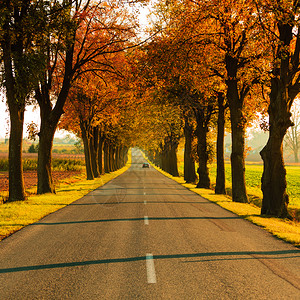 道路和美丽的秋天风景背景图片