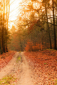 秋季森林红橙叶的乡村公路波兰的桑尼秋天图片