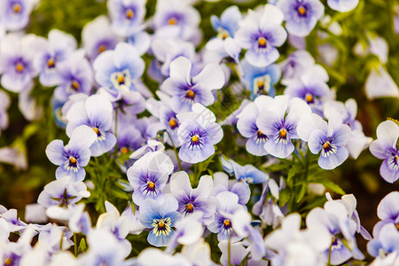 三色堇花期季节花坛高清图片