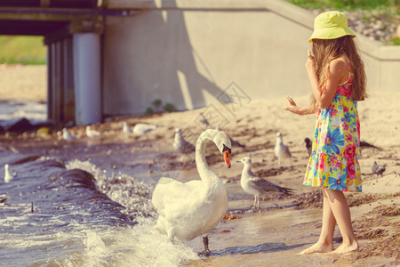 照顾和保障动物安全幼女喂养小天鹅玩耍孩和大白海鸟玩得开心女孩和成年天鹅玩耍背景图片
