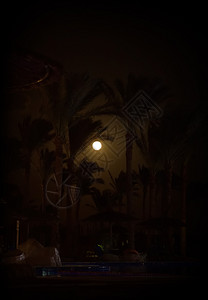 在一个非洲小度假胜地的棕榈树深夜轮椅棕榈之的树深轮椅图片