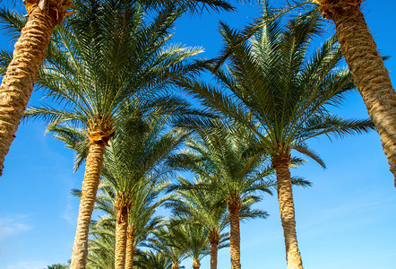 美丽的绿椰子小巷与无云的蓝天相对棕榈树小巷图片
