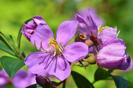 紫色普通花朵全盛开图片
