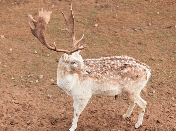 公园里的年轻雄鹿大自然中的动物美图片
