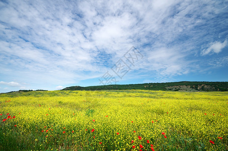 春花草原大自然的构成图片
