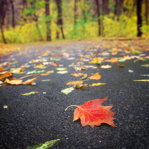 路上的秋叶图片