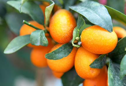 橙树图片