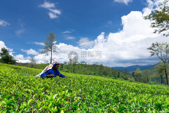 NuwaraEliyaSRILANKAMach13Mackwoods茶叶种植园的女茶叶选手Mach13207tea工业图片