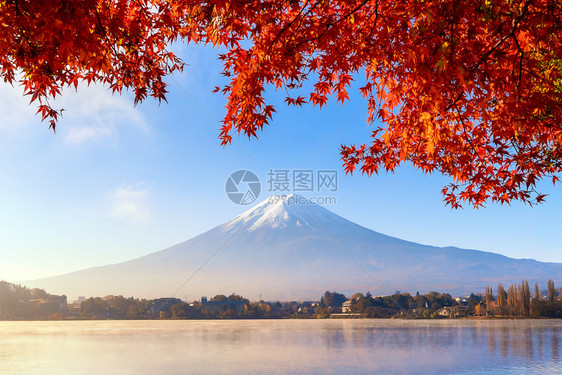 秋季的叶和藤山亚马纳什川口子附近的五湖蓝天背景的日本树图片