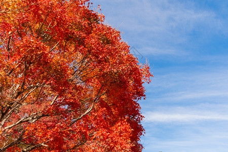 红色喜庆背景秋天在山桥藤川口附近红叶落日本有棵蓝天底的树背景
