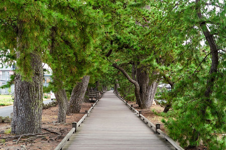 日本静冈有绿树的步行道夏季穿过花园公图片