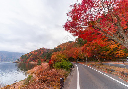 秋天在Yamaashi的藤川口附近一条路上有红色的落叶日本有一棵蓝天背景的树图片