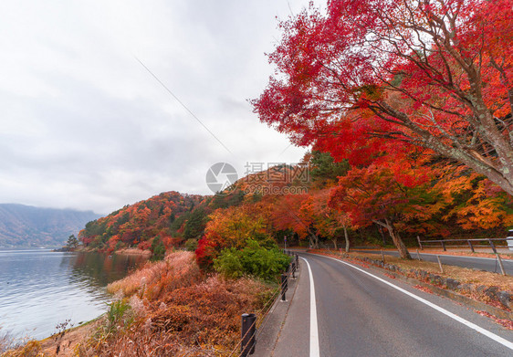 秋天在Yamaashi的藤川口附近一条路上有红色的落叶日本有一棵蓝天背景的树图片