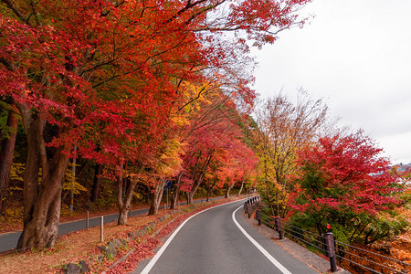 秋天在Yamaashi的藤川口附近一条路上有红色的落叶日本有一棵蓝天背景的树图片