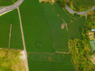 秋季静冈Shizuoka水稻田的空中景象绿色农村地区或日本山丘上的农村土地图片