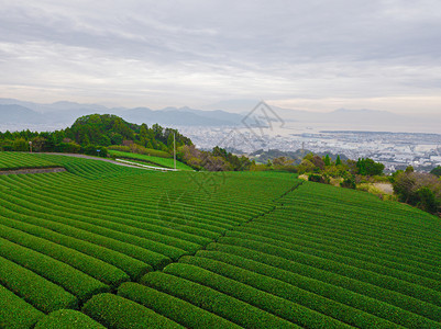 秋季静冈Shizuoka水稻田的空中景象绿色农村地区或日本山丘上的农村土地图片