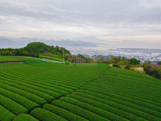 秋季静冈Shizuoka水稻田的空中景象绿色农村地区或日本山丘上的农村土地图片