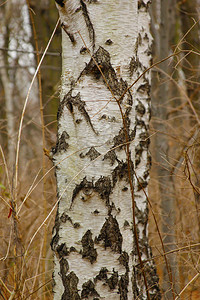 Birch木树关闭成分图片