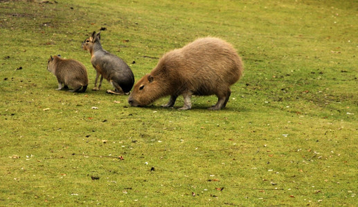 忙碌的Capybara家庭户外活动绿色的图片