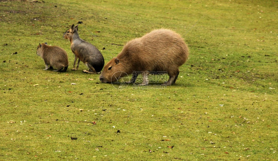 忙碌的Capybara家庭户外活动绿色的图片