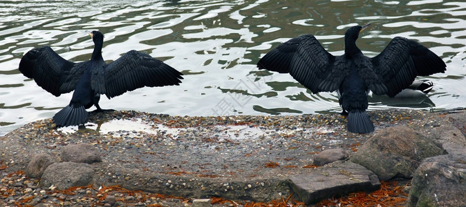 黑鸟在河岸边烘干他们的羊粪图片