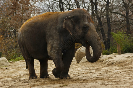 年轻的亚洲红发大象在和平中行走吃东西图片