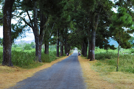 在Pleiku镇种植了近10年的两排松树公路图片