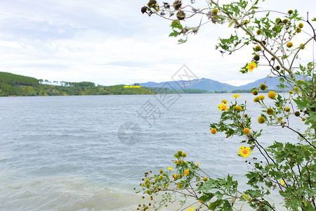 双浩旅游区生态与大湖松林周围绿地新鲜空气人们在越南GiaLai比恩霍池塘划船图片