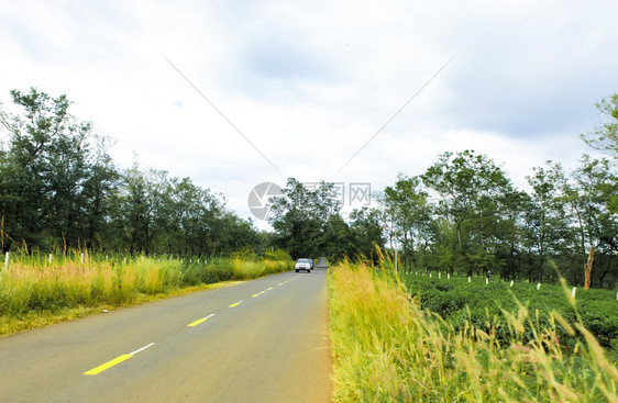 经过越南吉亚莱省茶田的道路图片