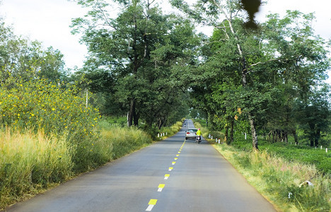 经过越南吉亚莱省茶田的道路图片