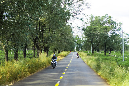 美丽的道路经过越南吉亚莱省茶田图片