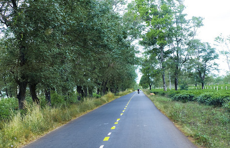 美丽的道路经过越南吉亚莱省茶田图片