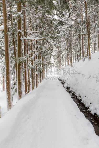 日本永野楚布YyudanakaNaganoChubu松林冬季景观图片