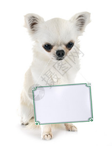 白色背景面前的小狗和板子背景图片