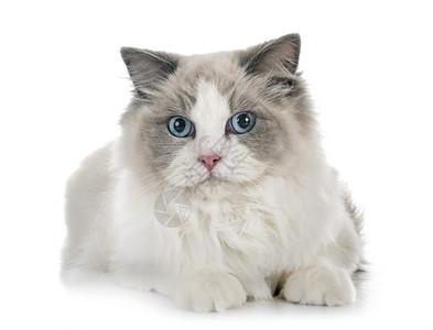 曼赤肯猫图片 曼赤肯猫素材 曼赤肯猫高清图片 摄图网图片下载 曼赤肯猫图片 曼赤肯猫素材 曼赤肯猫高清图片 摄图网图片下载