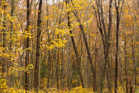 独特的树与明黄叶子抗敌冬天即将来临背景图片