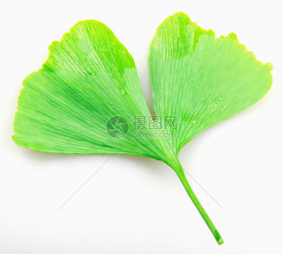 Ginkgo白背景孤立的叶子图片