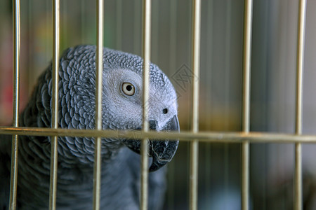 灰色鹦鹉图片