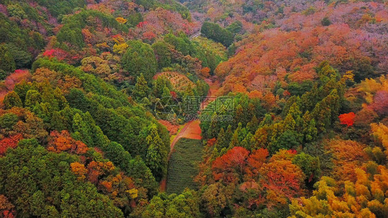 秋天红叶的空中景象日本山上的树木绿色农村地区或土自然景观背图片