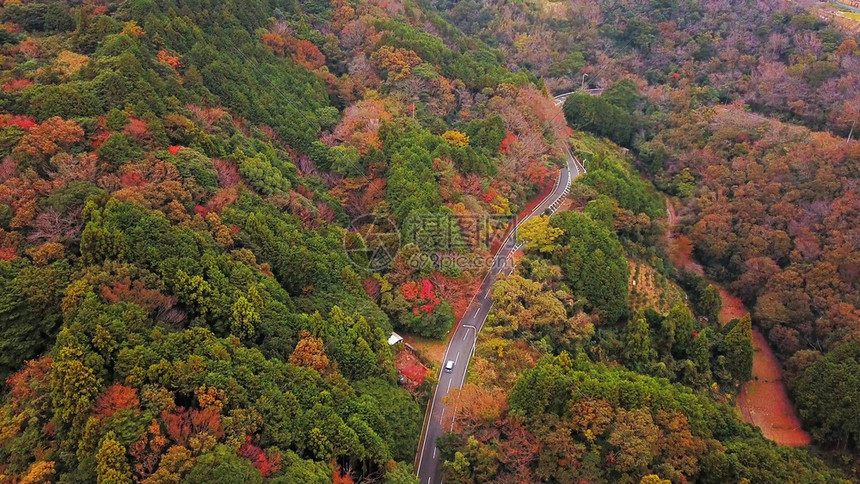 秋天红叶的空中景象日本山上的树木绿色农村地区或土自然景观背图片