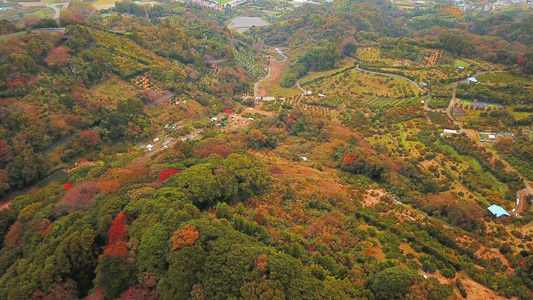 秋天红叶的空中景象日本山上的树木绿色农村地区或土自然景观背图片