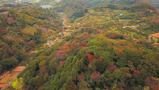 秋天红叶的空中景象日本山上的树木绿色农村地区或土自然景观背图片