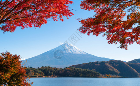 秋季的叶和藤山亚马纳什川口子附近的五湖蓝天背景的日本树图片